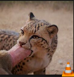 Feral Fun, now with more frames! by ThisOtterDoesKnotExist