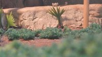 Meerkat Brothers Cubhood Home in Angola [Page 36] by moyomongoose