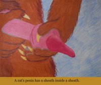 Uncircumcised Rat by IscelbergRatFamily