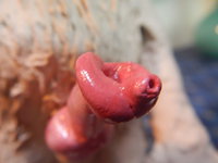 Joska Fox Shows his Penis [Page 37] by moyomongoose