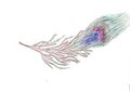 A peacock's feather by Mrgrim