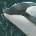 Contemplating Orca by Tereus
