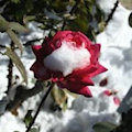 A Beach Bears Christmas: Lo How A Rose by MaxDeGroot