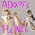 *ADOPTABLES*_Kitties