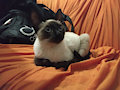 Friends ,meet my new pet cat by babybunnydiapercute