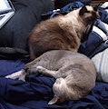 Couch Kitties Extra:  Norma and Sylvia Nap... by marmelmm