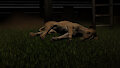 Sleeping lioness by FacehuggedHyena