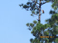 OMG!  A Headless Osprey! by MviluUatusun