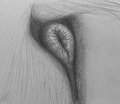 sniff the anus by darkmare