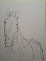Horse Draft