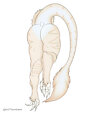 Sergal and Wolf Booty by KriiThornbane by MechaAshura20