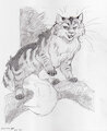Khaldun on tree by Kooskia