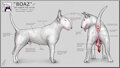 Boaz the Bull Terrier [refsheet] by darkmare