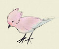 Dreambird by Saucy