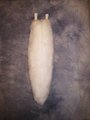 Solid White Fox Tail by LascivusLutra