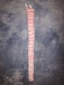 Pink and White Tiger Tail by LascivusLutra