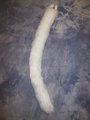 White Kitty Tail by LascivusLutra