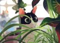 Kitty