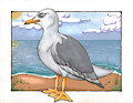 Seagull with the background by Boxice
