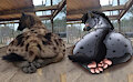 Hyena Butt/paws meme by Drakethefox