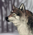 Wolf speedpaint by MistressSparkles