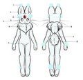 Fluun Anatomy by Saucy