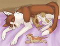 Kitten Boom! by Kooskia