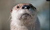 Otterstripes