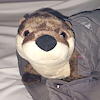 OttersInTrousers