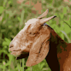 mrdefrait64