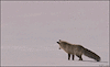 gameboyfox