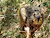 treerat