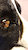 TheDarkcollie