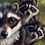 threeracoons