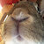 KillerRabbitFromMontyP