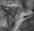 lostwolven