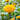 OrangeChrysanthemum
