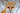 Lancethefox