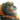 KotaBearclaw